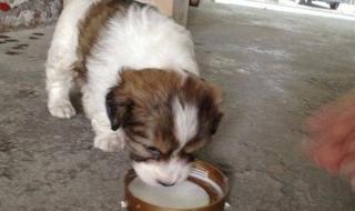 狗狗可以喝奶茶吗 狗可以喝牛奶吗
